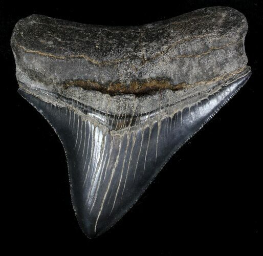 Serrated, Posterior Megalodon Tooth - Georgia #37110